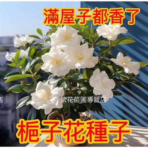 梔子花種子哪裡買|現貨 梔子花種子 濃香型梔子花（種子）特價 梔子花種子 多品種